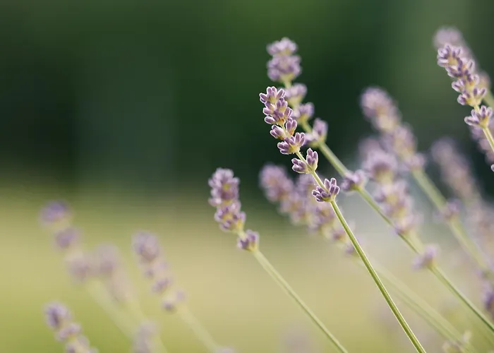 Eko Homestead Luka - Escape Room, Archery, Bbq, Rafting And - 3* Vrh pri Fari