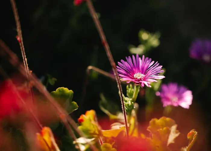 Eko Homestead Luka - Escape Room, Archery, Bbq, Rafting And - Guest house 3*