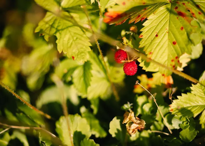 Eko Homestead Luka - Escape Room, Archery, Bbq, Rafting And - بيت ضيافة 3*